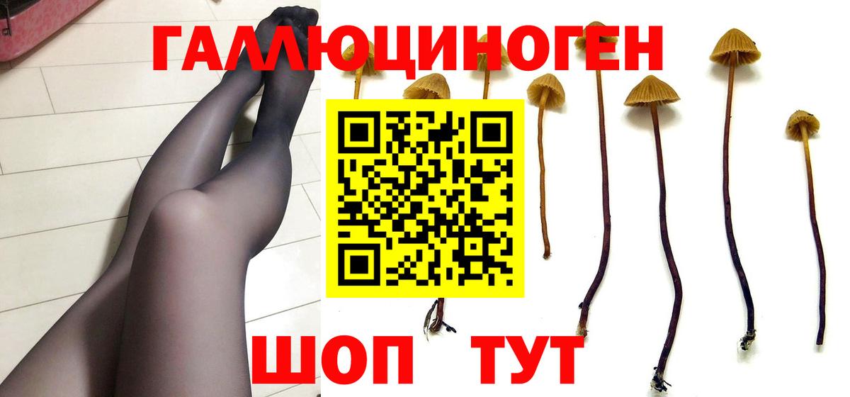 Псилоцибиновые грибы Psilocybe  Вход с VPN  где найти   Дербент 